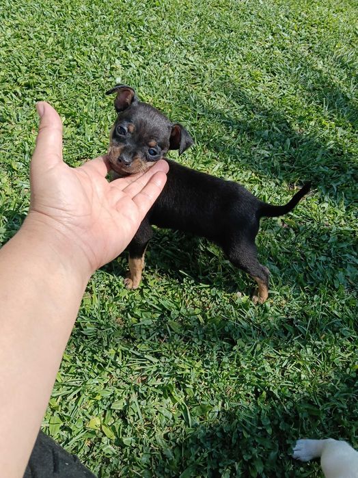 Pinscher mini macho
