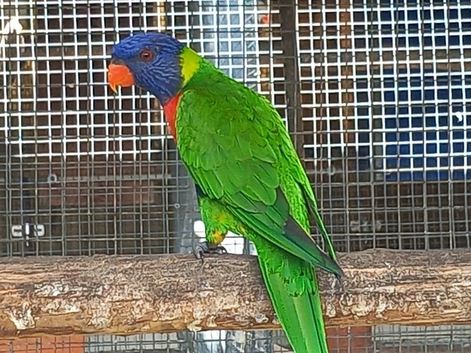 Loris malucanos.