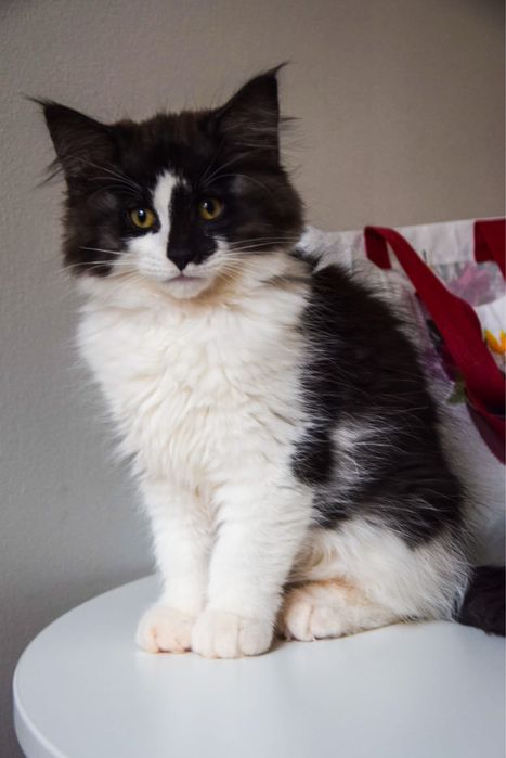 Kocur Norweski Lesny