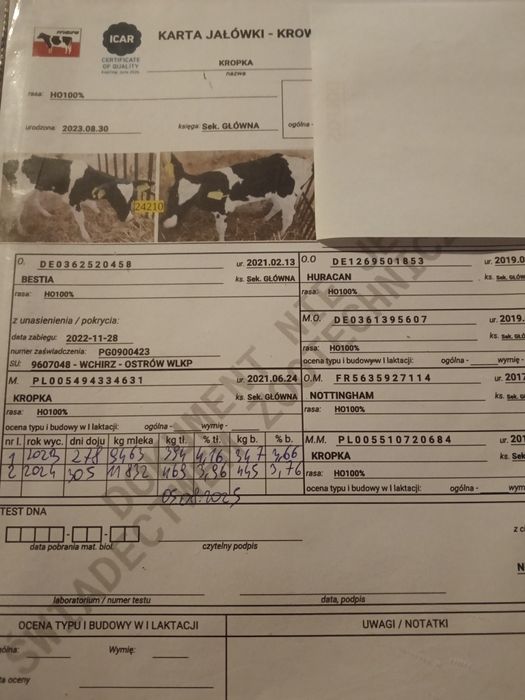 Jałówki hodowlane wysokocielne