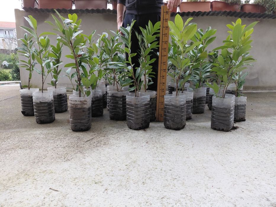 Lauros  para sebes bom preço