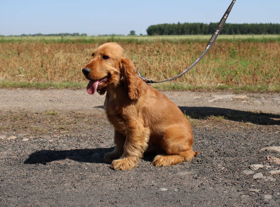 Cocker spaniel angielski piesek
