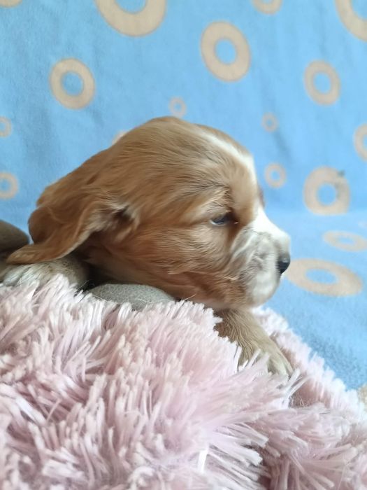 Suczka Cocker Spaniel Angielski