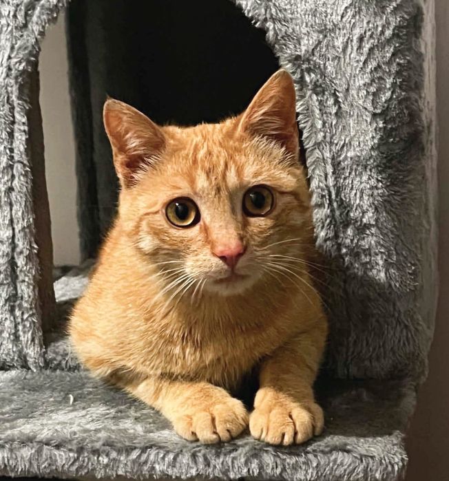 Rozmruczany rudy  8 miesięczny kotek do adopcji