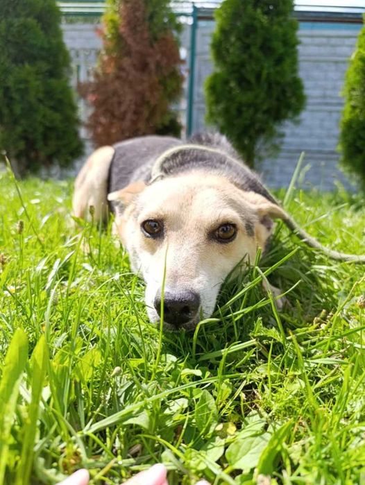 088918 Ben do adopcji.