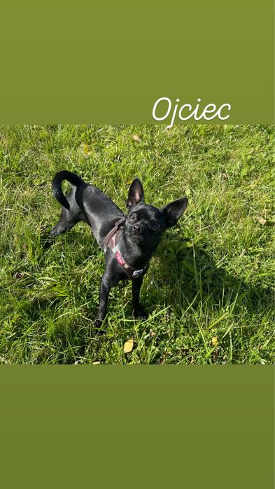 szczeniaki  Zarezerwowane