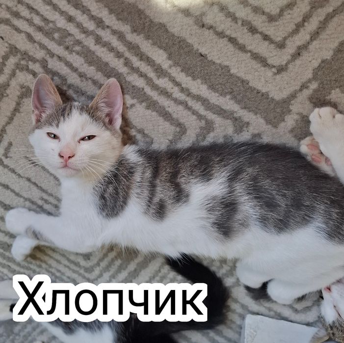 Безкоштовні кошенята