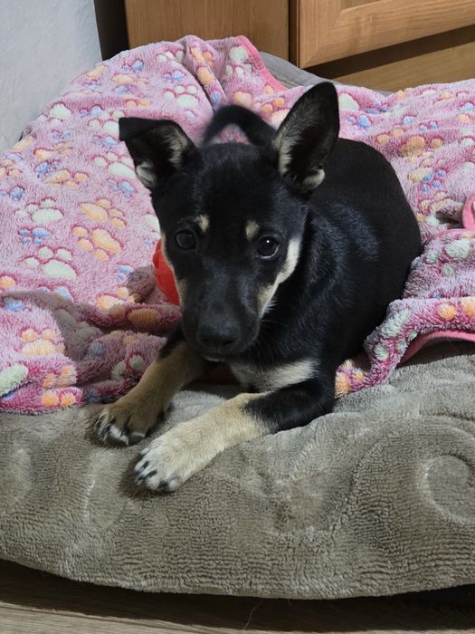 Oddam pieska za darmo.