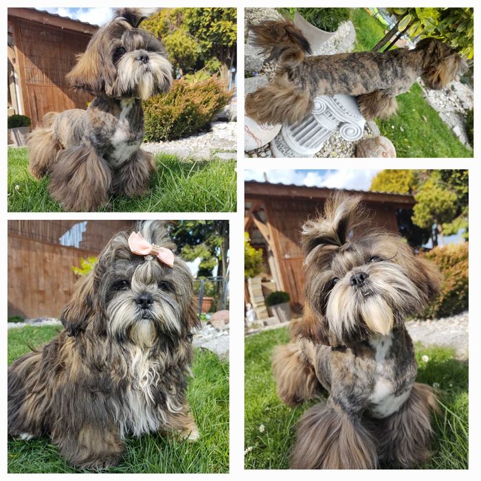 Pręgowany piesek rodowód wyprawka