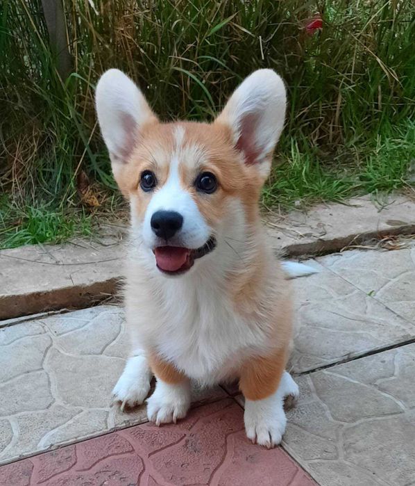 Шикарна дівчинка вельш коргі пемброк