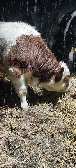 Byczek byk 3 miesiące simental