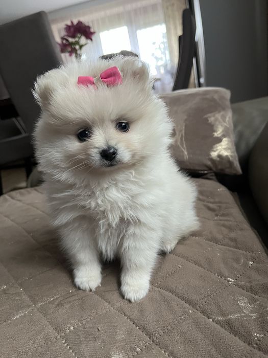 Szpic miniaturowy pomeranian suczka