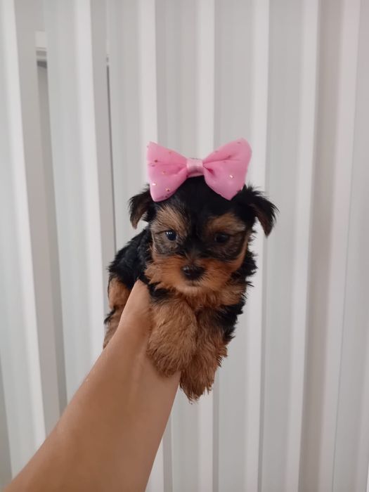 Yorkshire Terrier