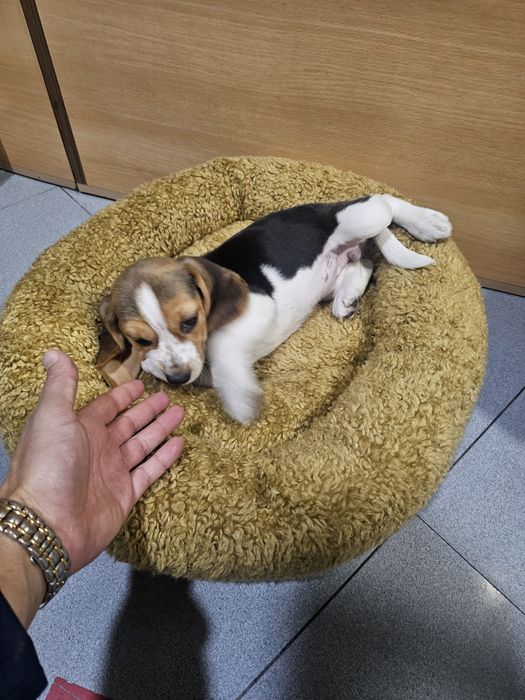 Beagle fêmea tricolor