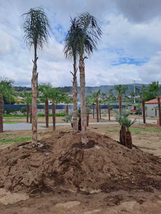 Criação e Manutenção de Jardim! Plantas/Palmeiras/Coqueiros/Sebe