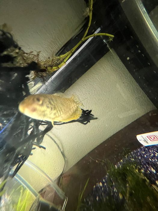 2 peixes tricogaster