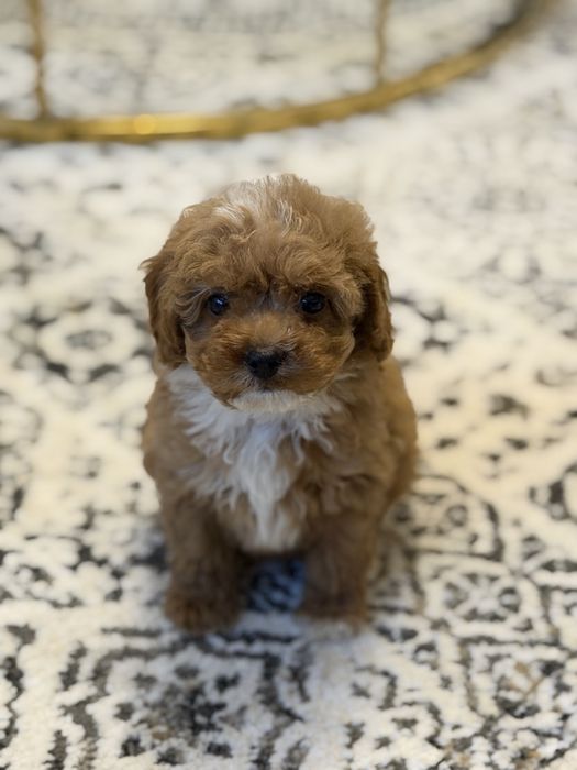 Cavapoo  piesek certyfikat