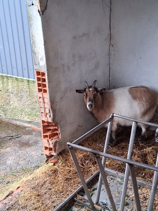 Cabra anã adulta