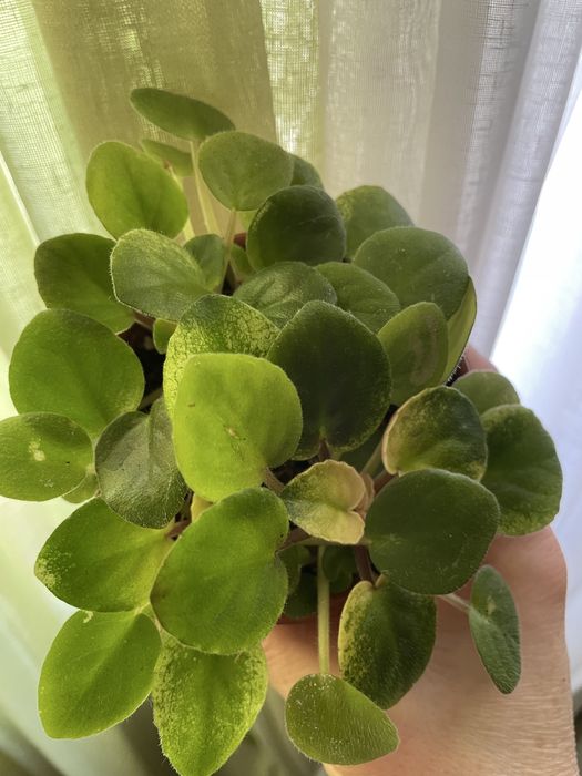 Фіалки трилер(кустові)