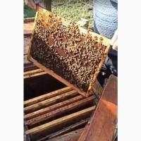 Продам бджолосім'ї для системи Дадан.