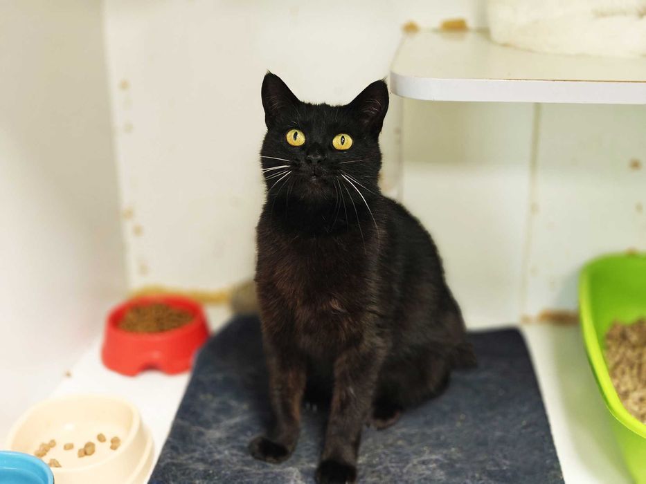 Киця Мулен Руж створена бути домашньою-ніжна, добра, спокійна, здорова