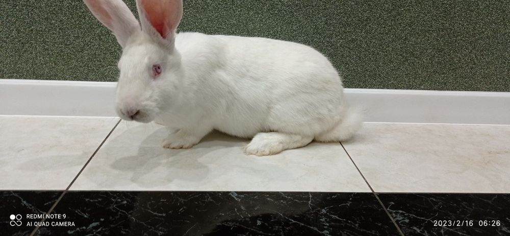 Кролі, кролики, самці , Білий Панон