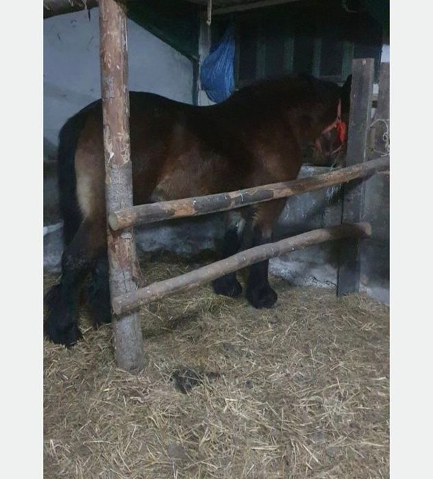 Klacz. Żrebna maja