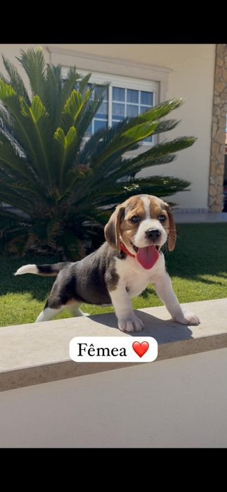 Excelente beagle fêmea