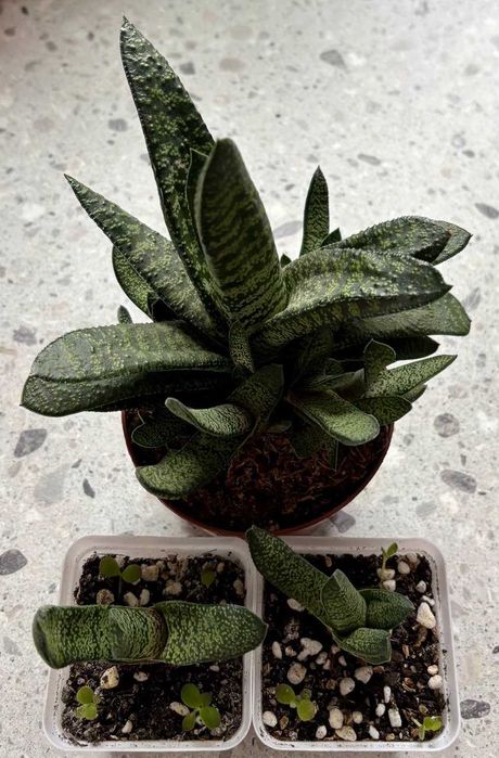Sukulent Kwiat doniczkowy Gasteria Carinata