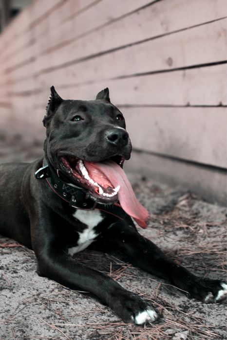 Вʼязка собак (пітбуль)