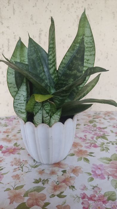 Продаю сансівьєру дорослу