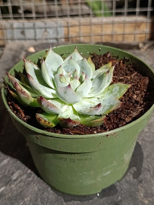 Planta suculenta