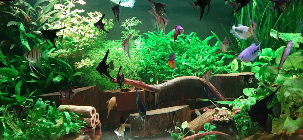 Skalary młode  rybki do akwarium