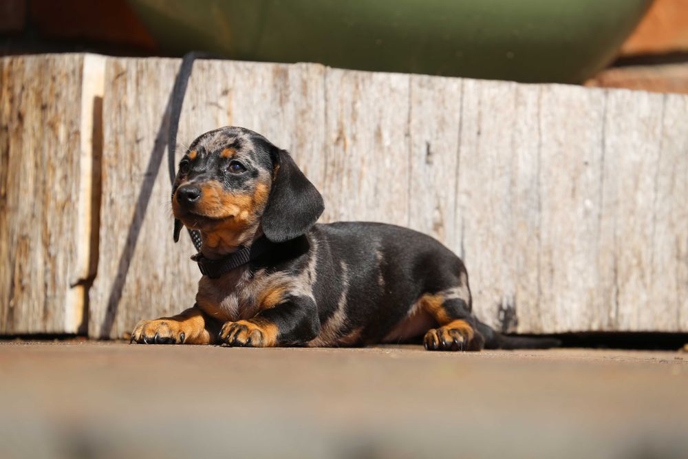 Jamnik blue - merle szczeniak