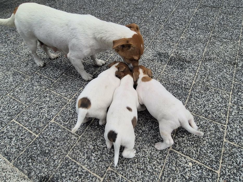 Sprzedam pieska Jack Russell terrier