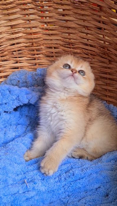 Идеальный ребёнок Девочка