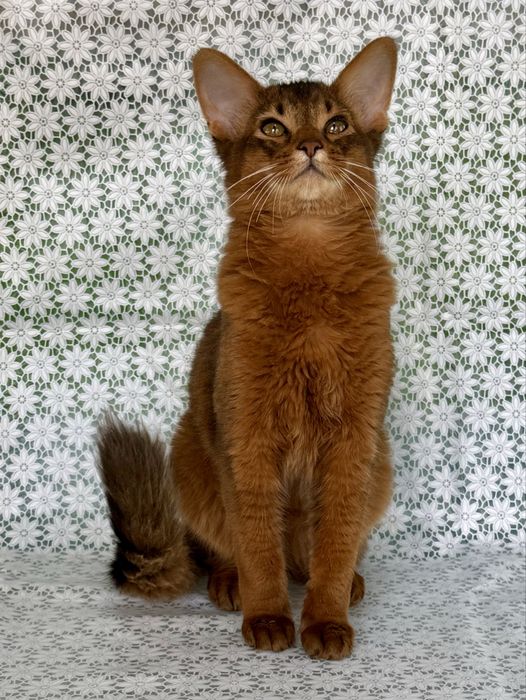 Сомали мальчик Orion