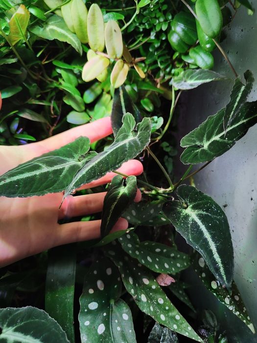 Rośliny do terrarium duża przycinka!