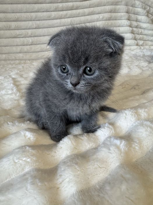 киці кошенята котики