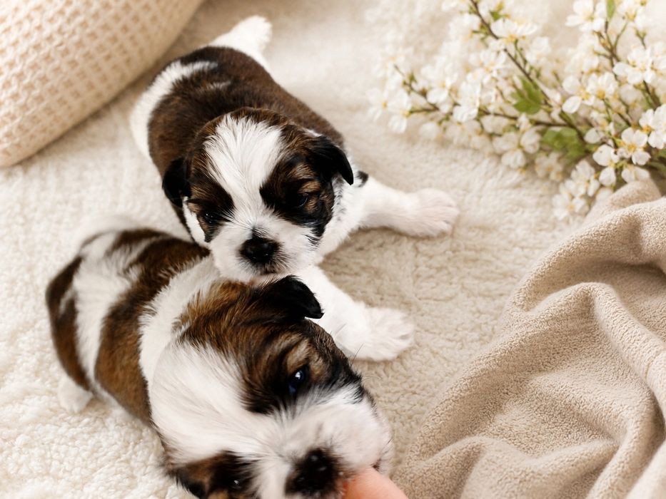 Piesek Shih Tzu malutki