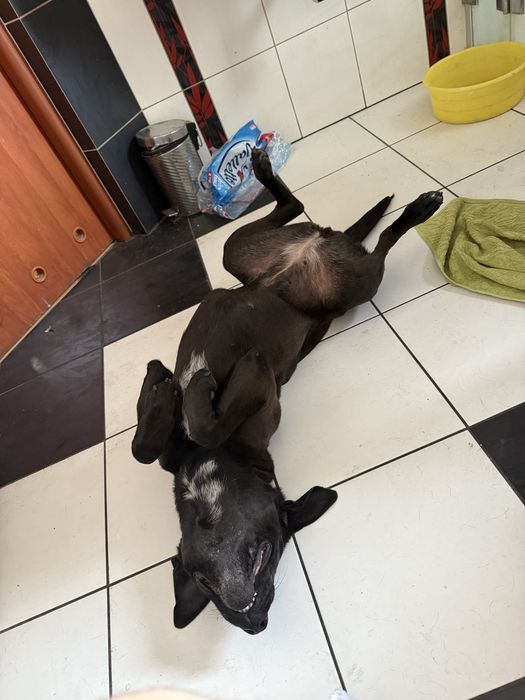 Suczka Kira 4,5 roku