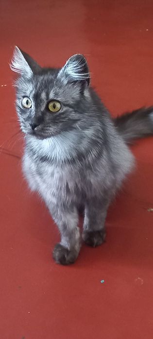 Віддам в хороші руки кицю