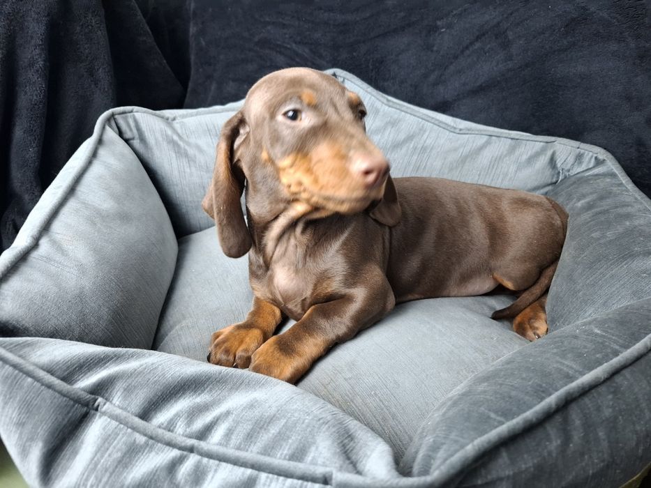 jamnik miniaturowy piesek choco tan