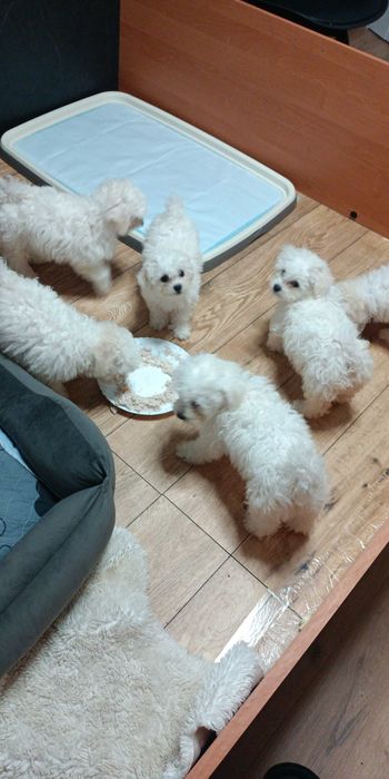 Szczeniak Bischon frize