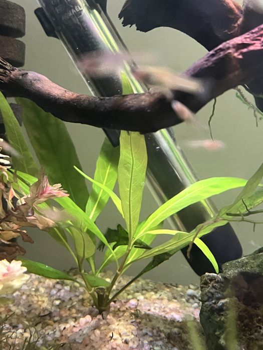 Nadwódka szerokolistna