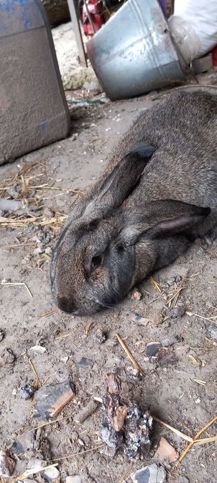 ..Продам  Кролів