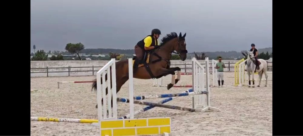 Cavalo trotador frances puro