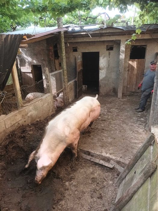 Porco barao pietrain muinto bom