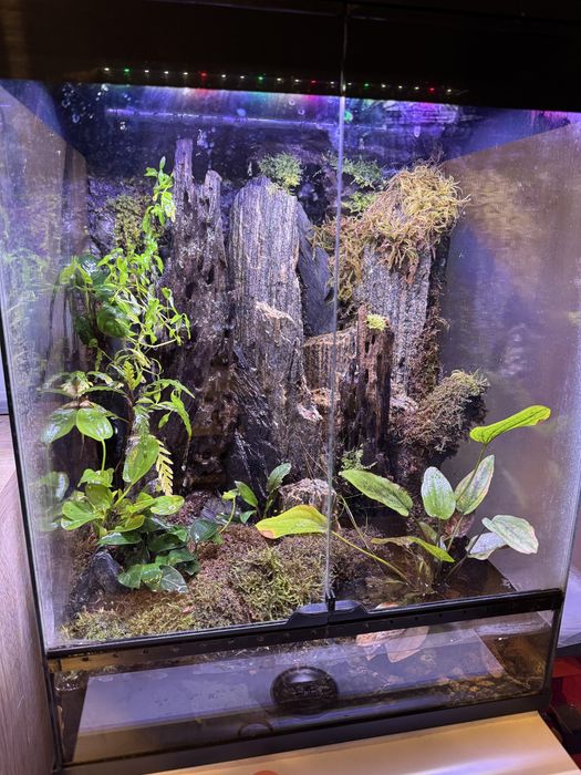 PALUDARIUM 60x45x45 komplet tanio Wawa rośliny sprzęt hydraulika