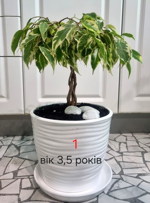 Дизайнерський фікус бонсай